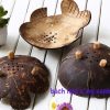 chậu cây gáo dừa