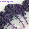 Cải xoăn kale tím