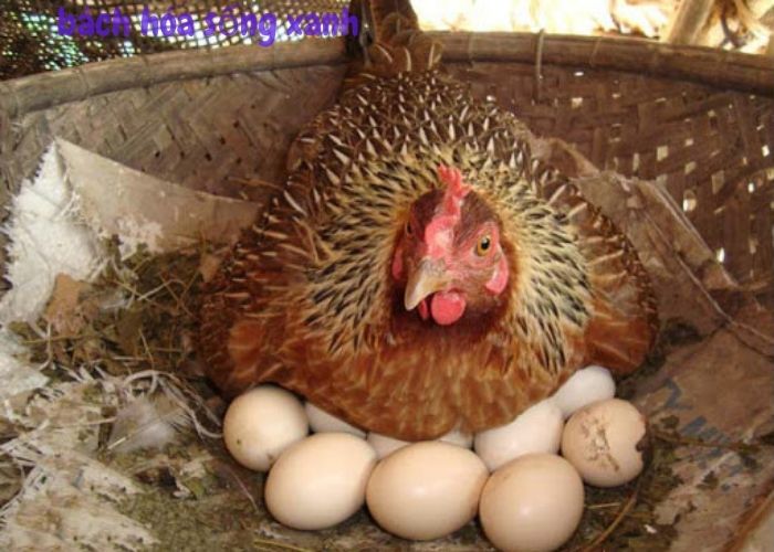 Trứng gà ta thả vườn