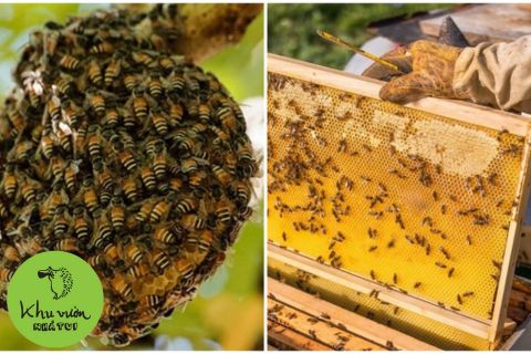 Lật tẩy mật ong rừng