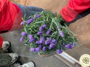 Hoa lavender