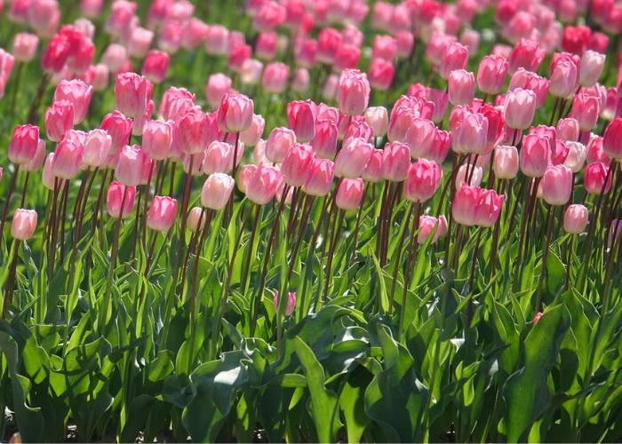 Hoa Tulip và ý nghĩa 