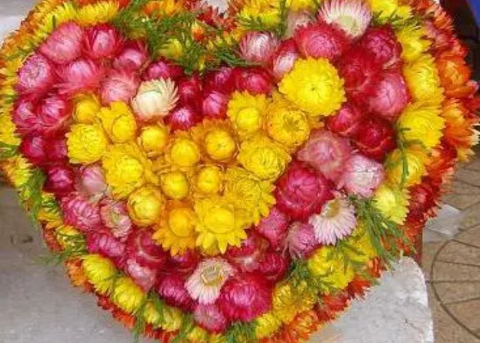 Cách cắm hoa bất tử để tạo thành giỏ hoa hình tròn hoặc trái tim 