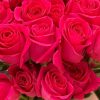 Hoa hồng ngoại Pink Ploy đẹp