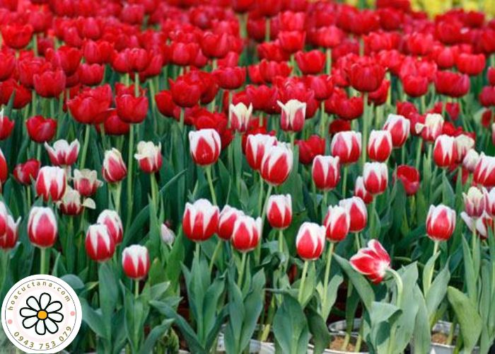 Ý nghĩa của hoa Tulip 