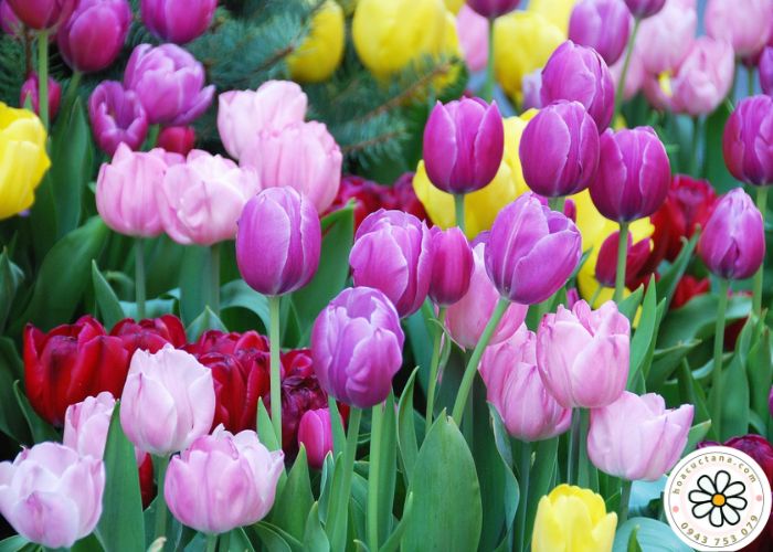 Ý nghĩa của hoa Tulip 