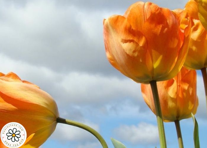 Ý nghĩa của Tulip cam