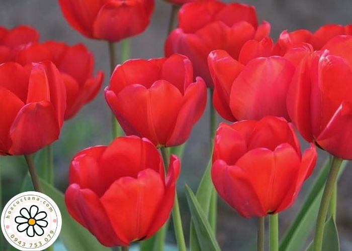 Hoa Tulip Hà Lan Đỏ
