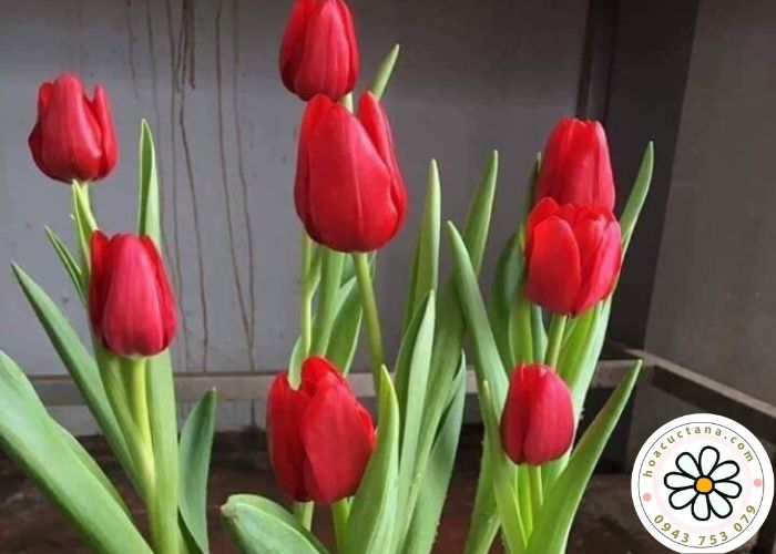 Ý nghĩa của Tulip đỏ 