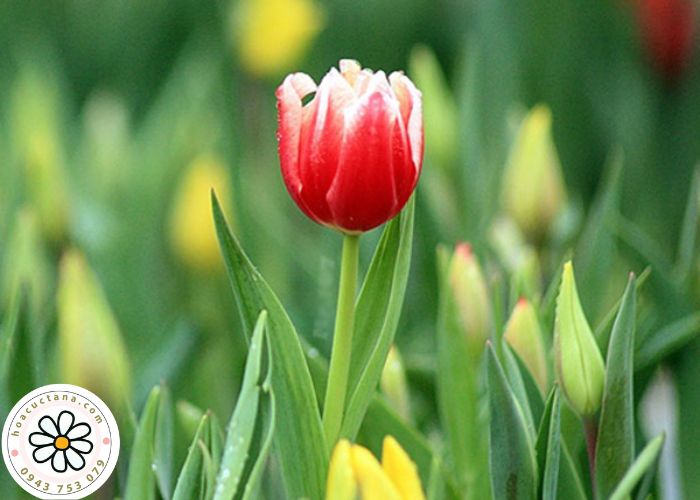 Tìm hiểu về loài hoa Tulip 