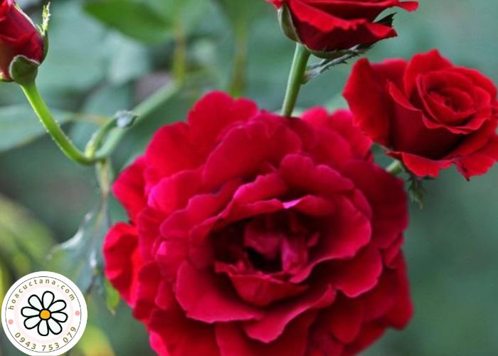 Hoa hồng đỏ pháp đẹp 