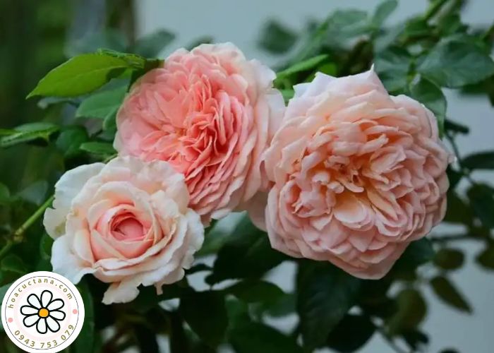 Hồng ngoại Lai Châu Abraham Darby 