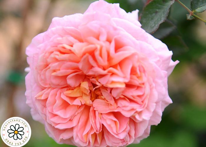 Hồng ngoại Lai Châu Abraham Darby 