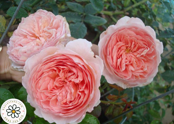 HỒNG NGOẠI LAI CHÂU ABRAHAM DARBY