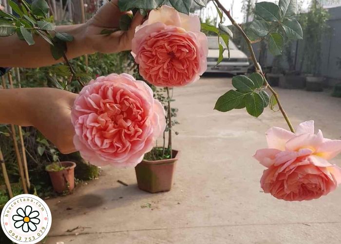 Hồng ngoại Lai Châu Abraham Darby 